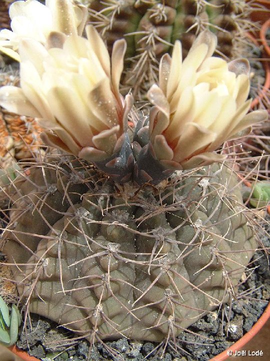 Gymnocalycium quehlianum ex aig. fins fl. bl. verd. JL2005